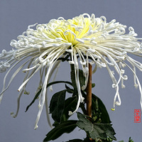 ���ǻ���ƫ���գ��˻��������޻�