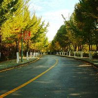 ����Ҷ��Ļ���