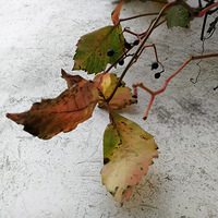 �������ºӵ���������ż������ĺ�Ȧ���