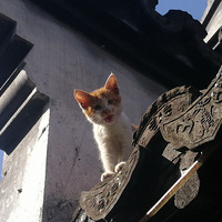 �ݶ�����������ţ��������˯���ٻ������������