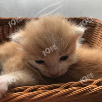 ��ֻСè������