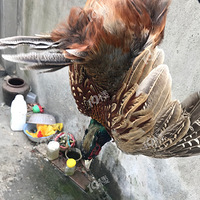 ũ��������Ѽ����Ҫ������ϵ��