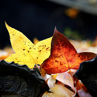 ������ƽɽ�ķ�Ҷ����