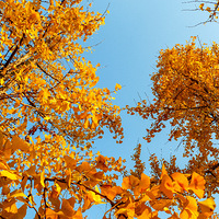 ��Ҷ���ˣ���Ҷ���ˣ�Ϧ�����£��Ϻ�����