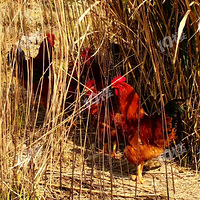 ��������Ҫ��������ǰԤ�������γ�����ɱ��