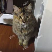 �˰۰��શ�������ʳ����èè��л
