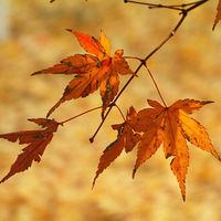 ����Ҷ����