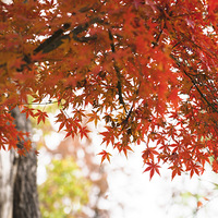 ��ʷ�ɫů����~~~