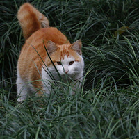 ����С��è������������壬�۾��ֵĶ��켷û�ˡ�