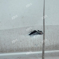 ����񲣡����һ���Ӱѽγ����˸���������ȭ���� ������Ϊ���