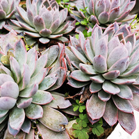 ������װ�α���Ҵ���������ʽլ�ҡ�+��ǰ�����ݡ�