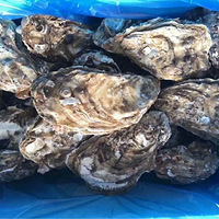 ������ɽ���