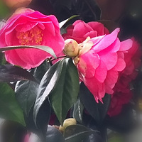 С���ĵĻ����ݲݡ�