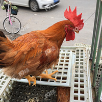 ���й���ĸ������