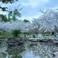 ������԰ӣ��ʢ��