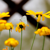 ����ڷۣ��������ף���ɫ���㣡