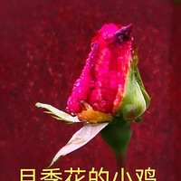 �¼�����Ʊ����