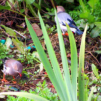 ��������֬��