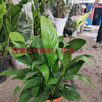 �����ڼ䲻��ȥ�����г�Ҳ������ʵ������