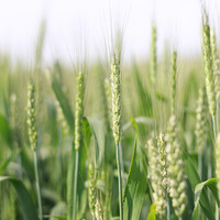 ��Ҫ����ĩ�ˣ���Ҷ���ʲô����ѽ��