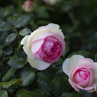 ��ϲ������ɳ��ʯ������