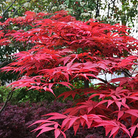 �������װ�����