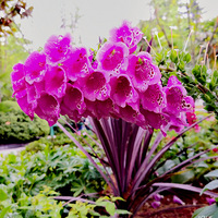 �����ĺ�Ư��ѽ��