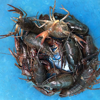 �������˵���Ϻ�����ܹ���һ���Σ����׵�