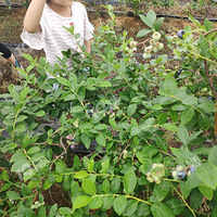 ����������ݮ������