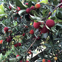 ���� ������ɽ����ӭ��һ���ο͡���