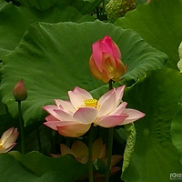 �ɻ����ĺ�Ư����