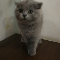 �ɰ�è��������