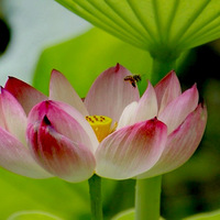 �ɻ�������ÿ�ѽ��