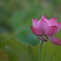 ���ϻ���