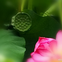 �����ĺɻ���