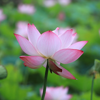 �ڶ��η��ɻ�