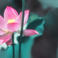 Ω���̺ɺ����̣� ���濪�������档