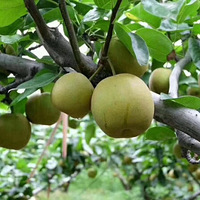 �Լ��ֵ�������ɫ�޹���ˮ��