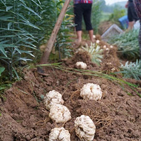 ������֪�������ʲô��