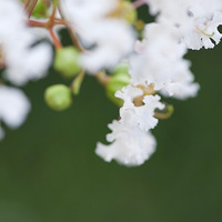 �Ϻ���԰��ɫ