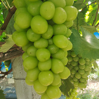 ����õ�壬�����еİ����ˣ��ڸ�����õ����ζ��