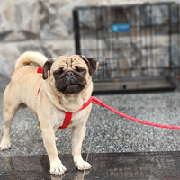 ������ɿ���С��