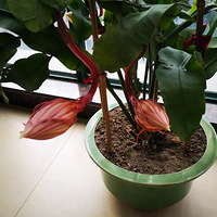 꼻��ֿ���