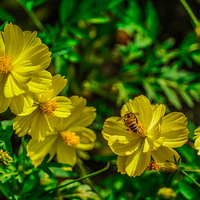 С�۷�������