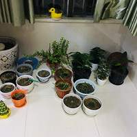 ������װ�α���Ҵ�������show��̨���ִ���Լ����С��̨