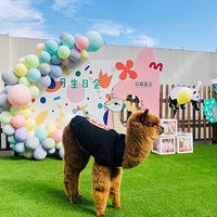 Ϊʲô���˶�ϲ����