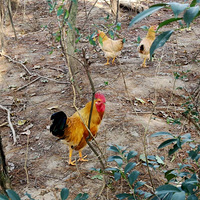 ������ɽ�����ݼ�����������������Ź���13115733374