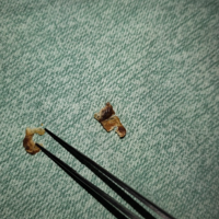 5����Ӵ�û���͹���ʺ���³ɡ�ˮ�ࡱ״��һ���۵�����ֱ��