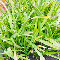 ϲ���򵥵�����������