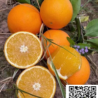 ʥ����-������